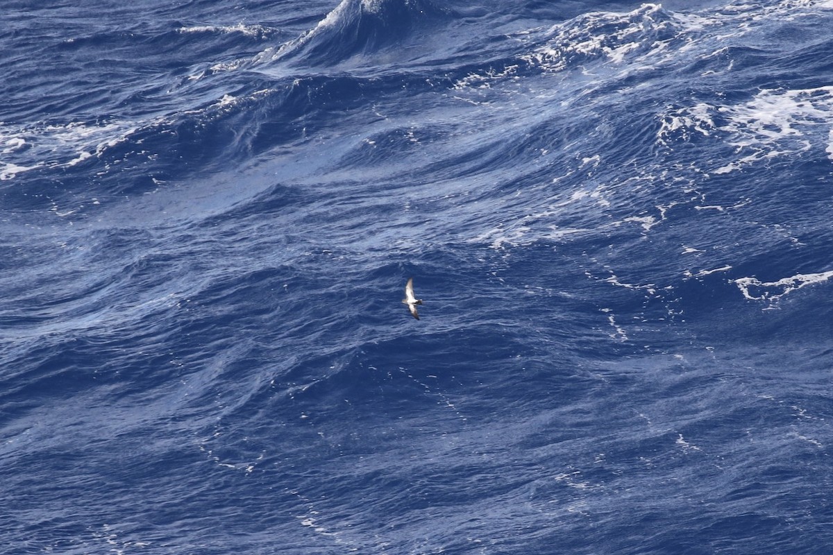 Black-bellied Storm-Petrel - Arnold Skei