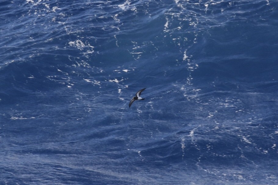 Black-bellied Storm-Petrel - ML544777121