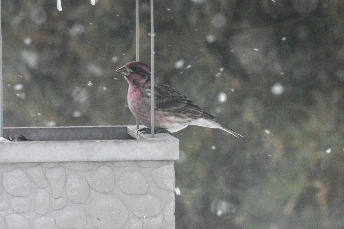 Purple Finch - Ben Evans