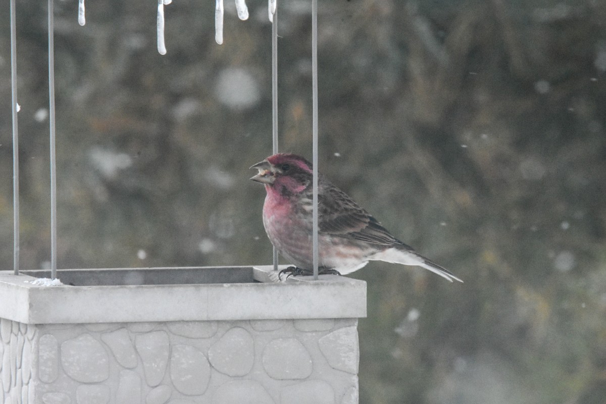 Purple Finch - ML544777161