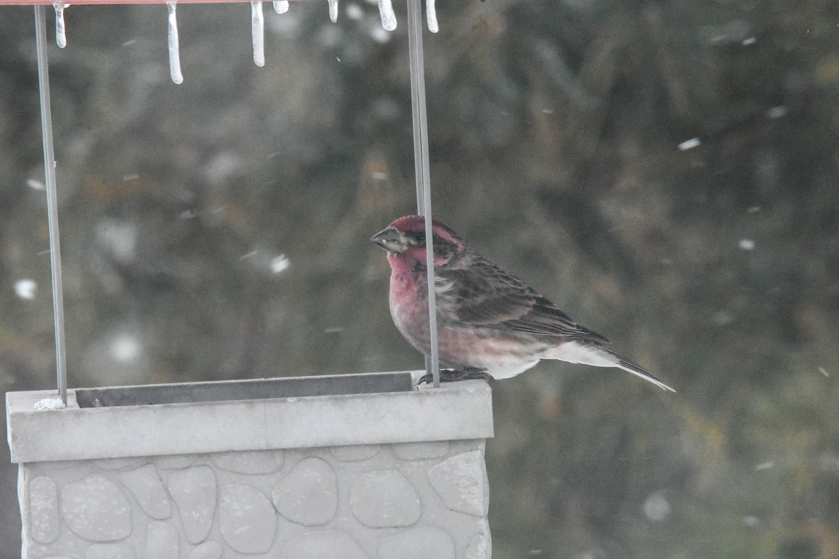 Purple Finch - ML544777171