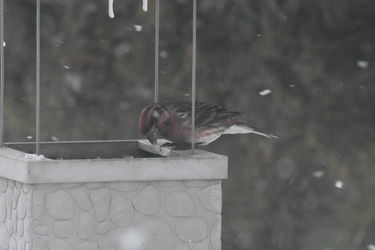 Purple Finch - ML544777181