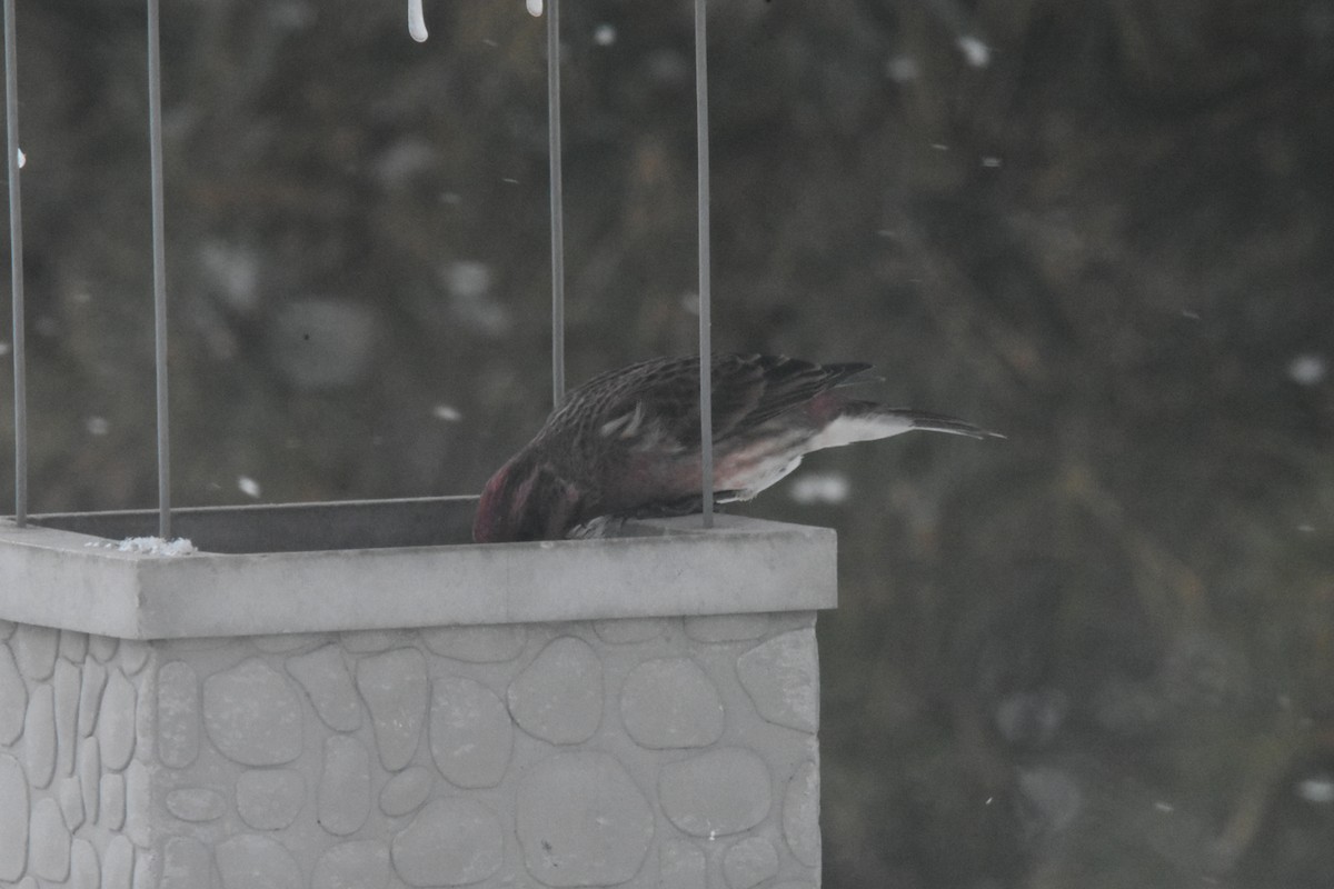 Purple Finch - ML544777191