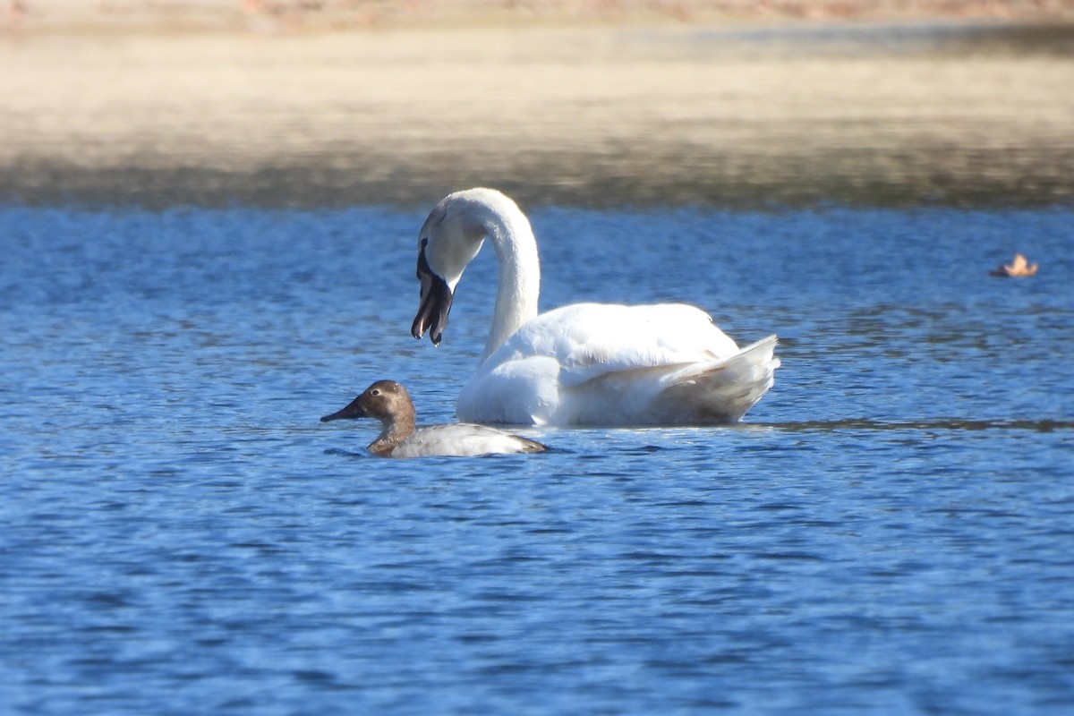 Canvasback - ML544777631