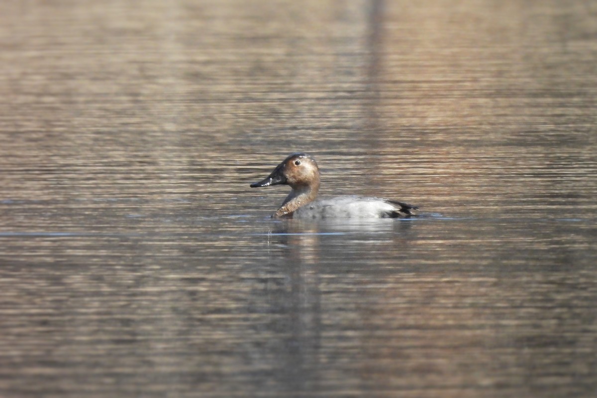 Canvasback - ML544777871