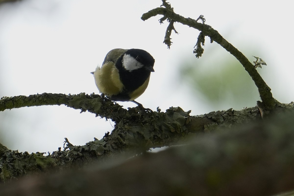 Great Tit - ML544778221