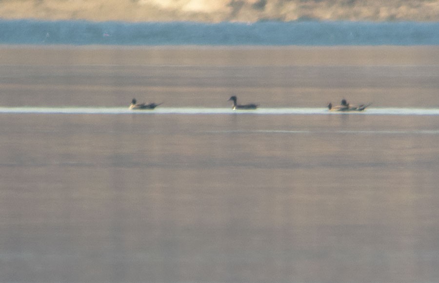 Northern Pintail - ML544779161