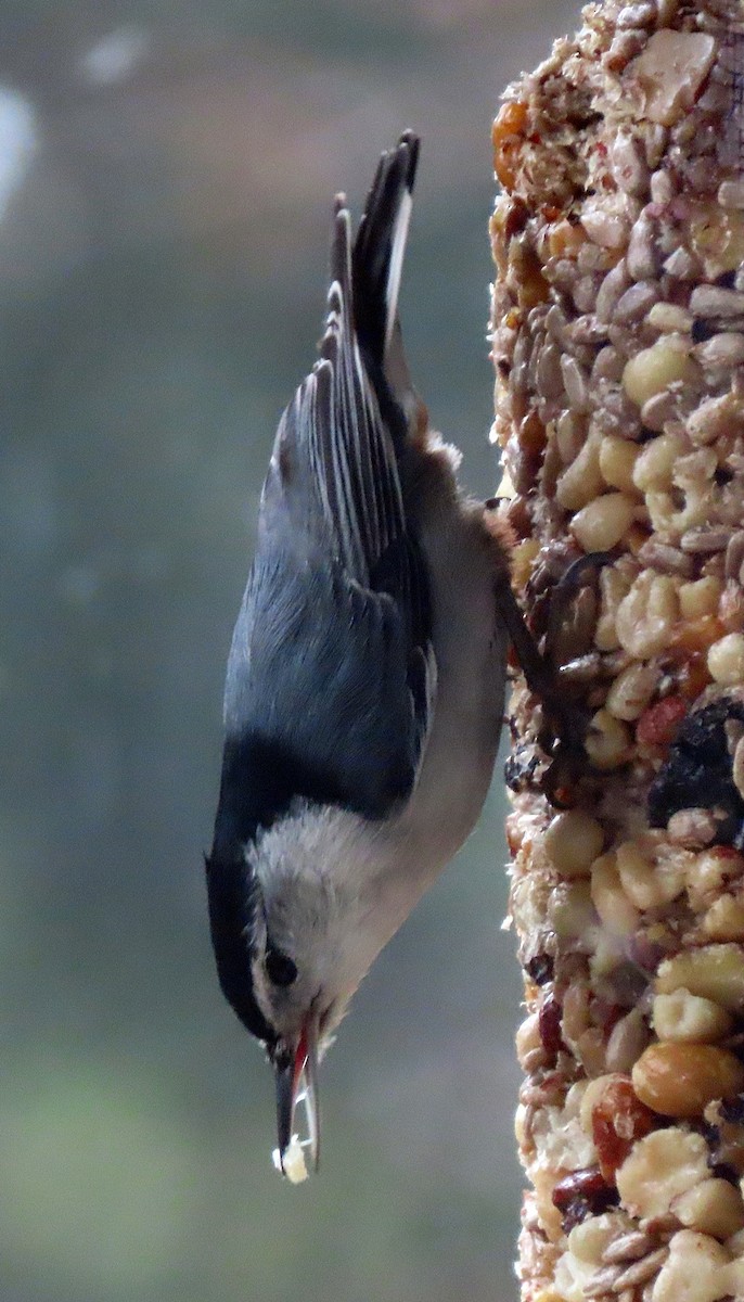 White-breasted Nuthatch - ML544779191