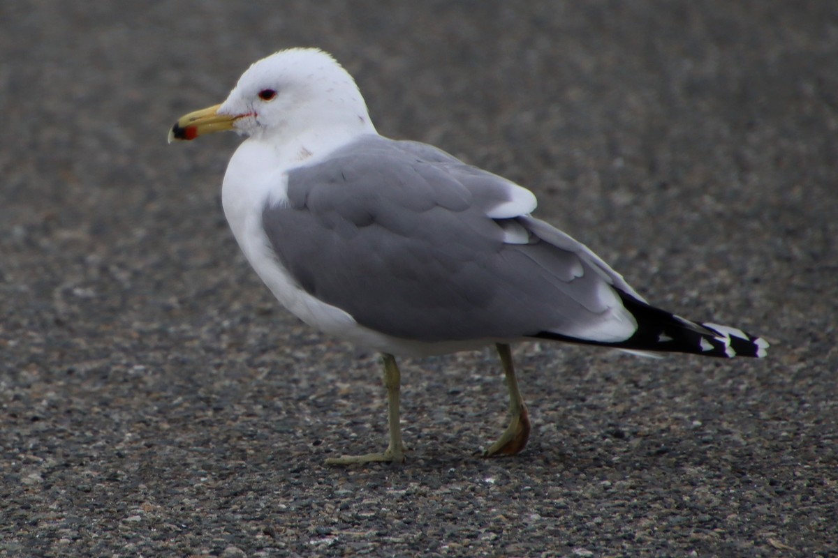 Gaviota Californiana - ML544779311