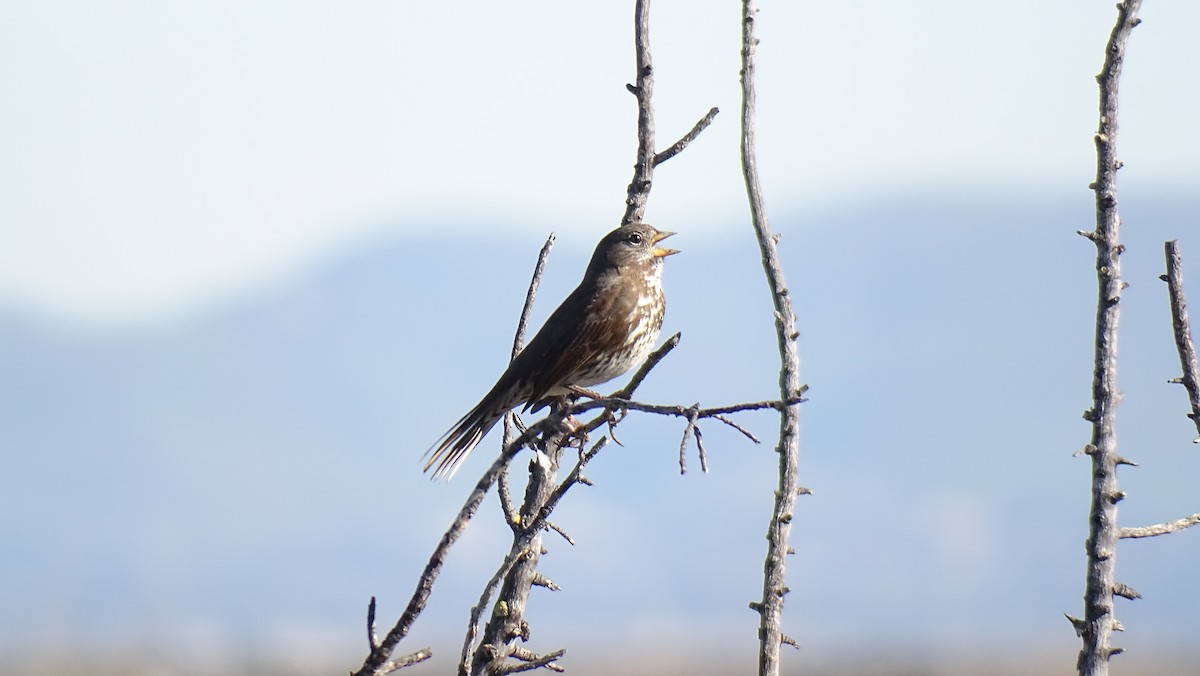 Fox Sparrow - ML544780681