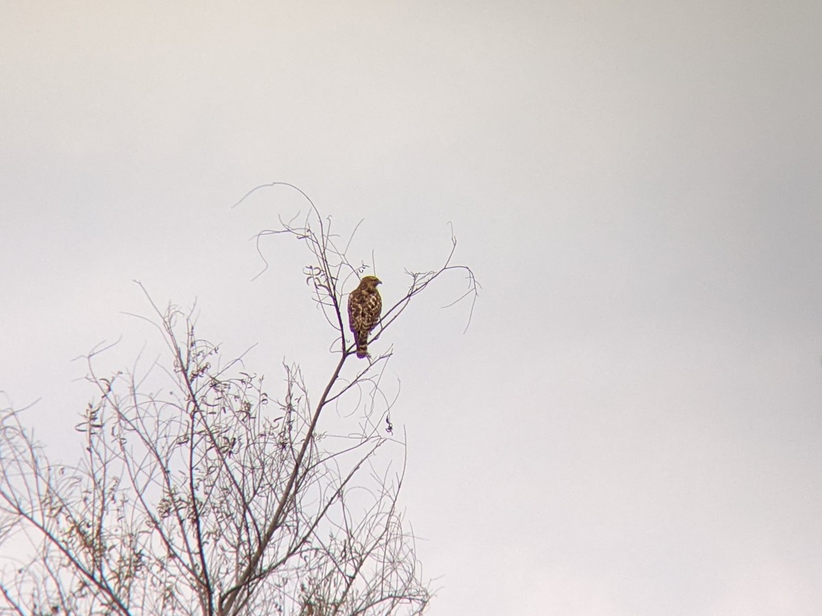 Red-shouldered Hawk - ML544781321