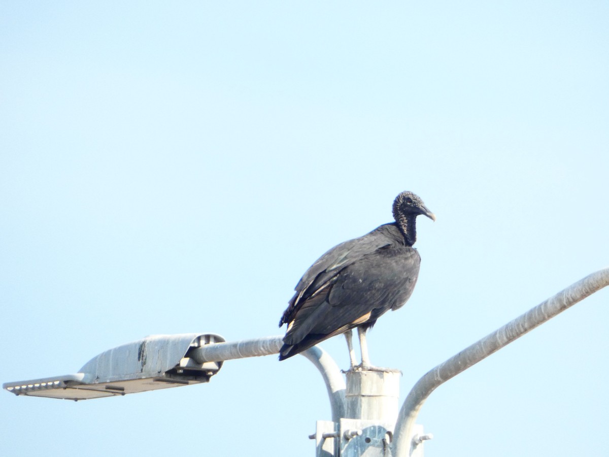 Black Vulture - Aldrin Leung