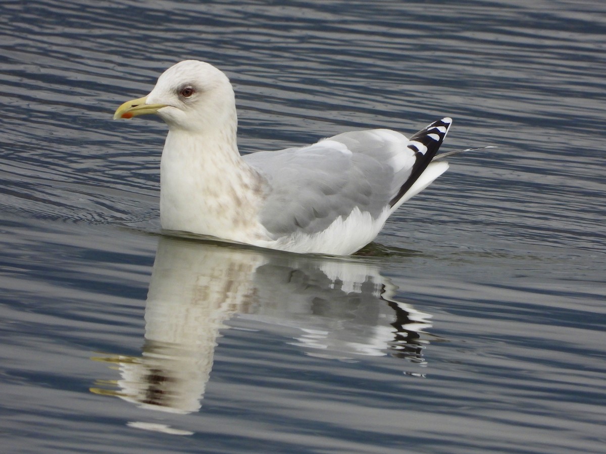 Iceland Gull (Thayer's) - ML544781851