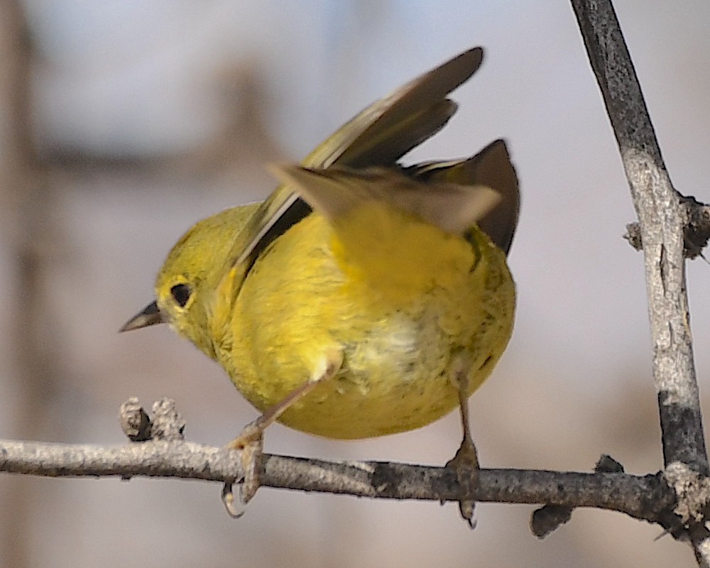 Orange-crowned Warbler - Ted Wolff