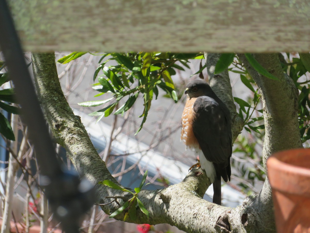 Sharp-shinned Hawk - Carol Miller