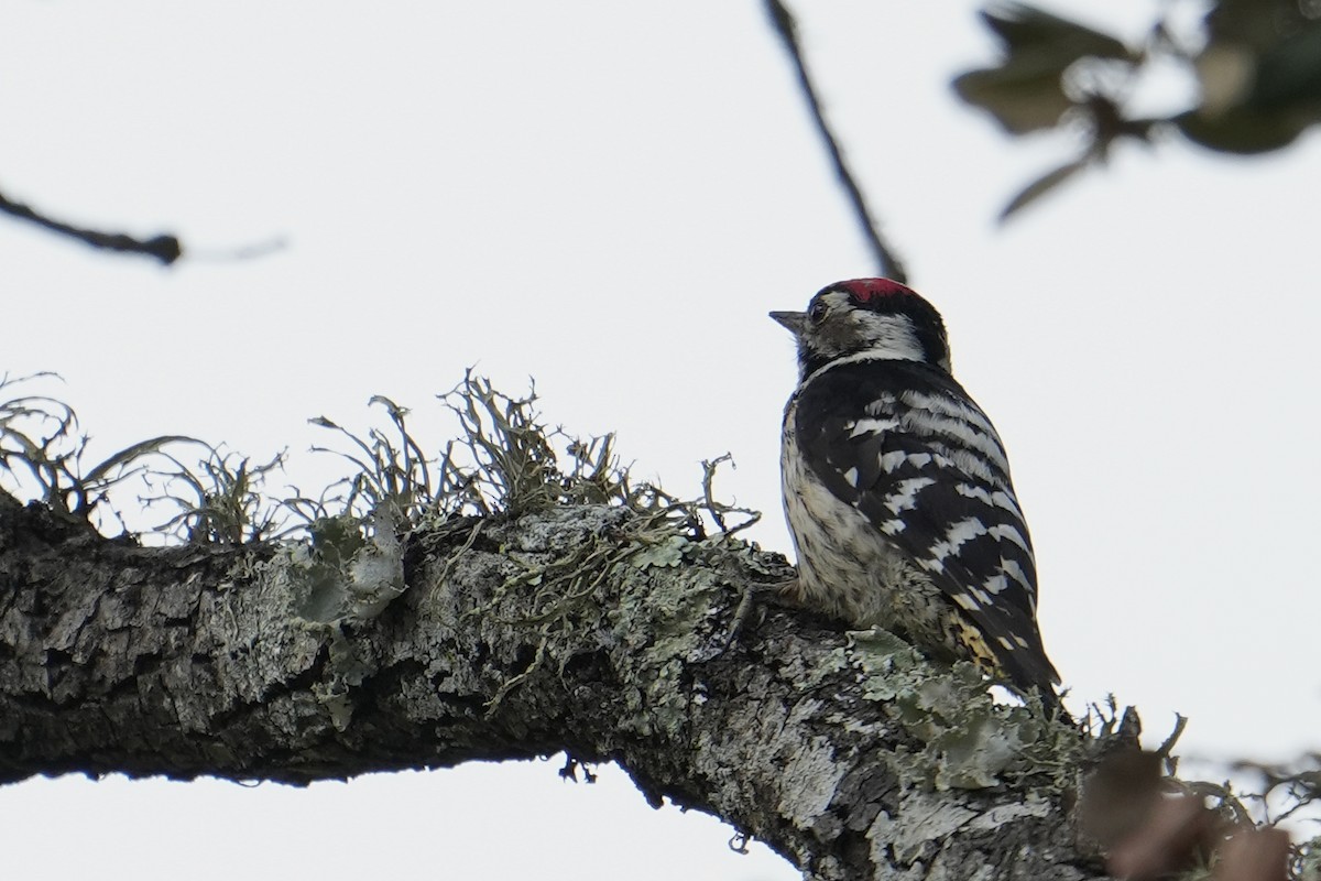 Lesser Spotted Woodpecker - ML544783621