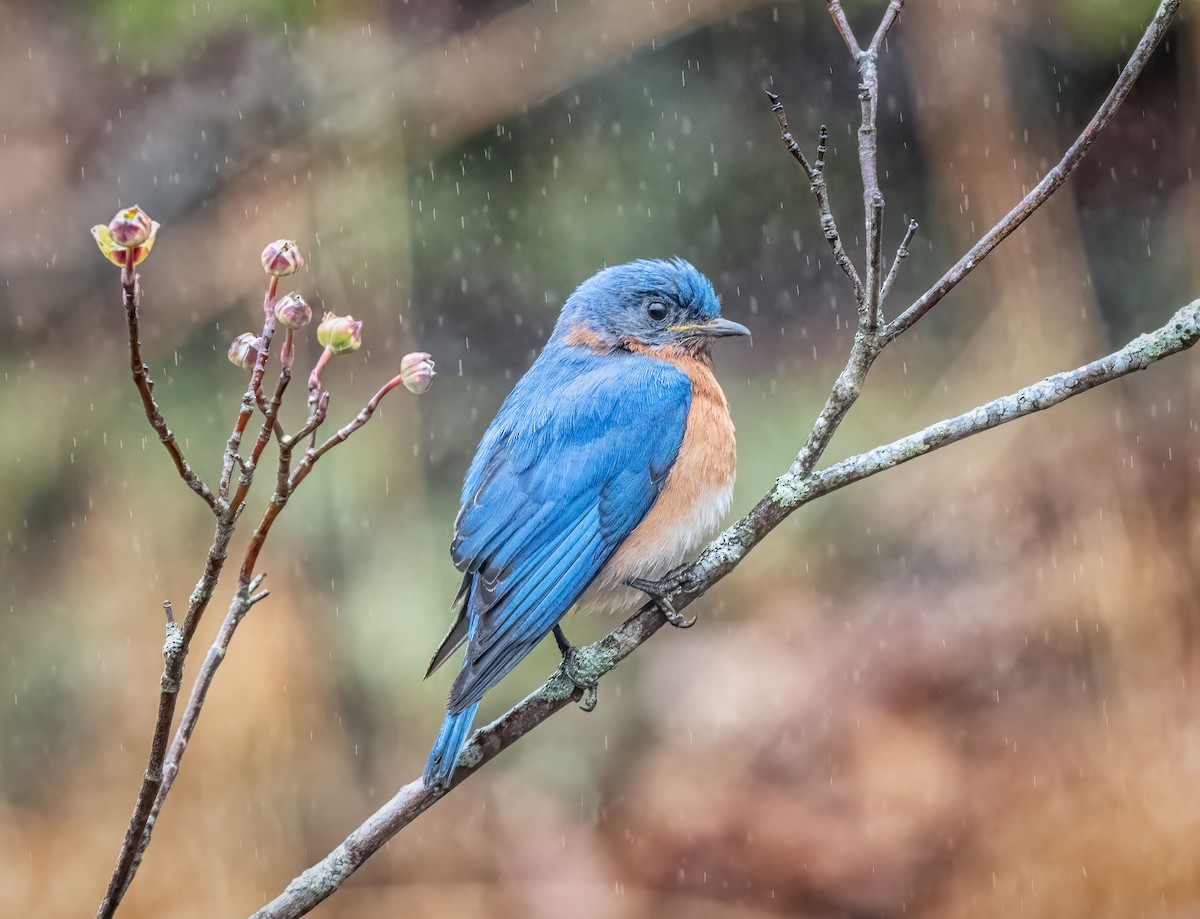 Eastern Bluebird - Bill Tynan