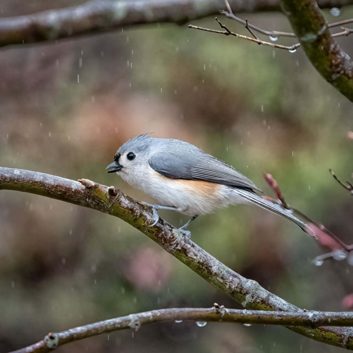 Mésange bicolore - ML544785311