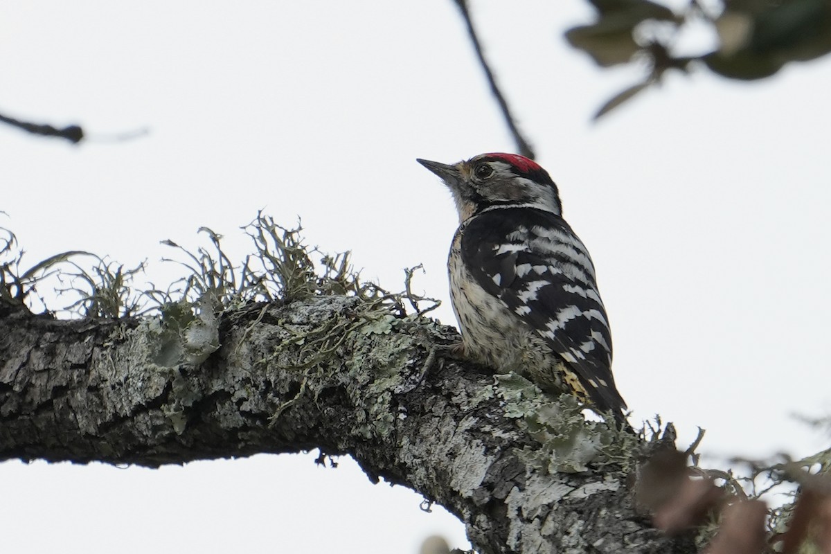 Lesser Spotted Woodpecker - ML544785391