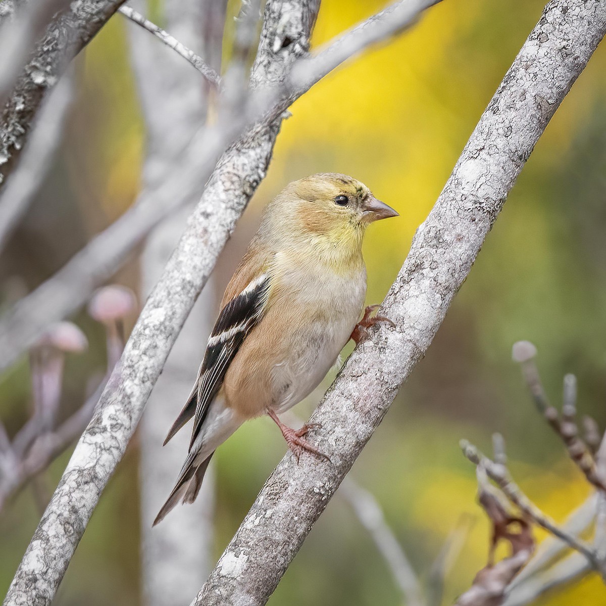 Chardonneret jaune - ML544785501