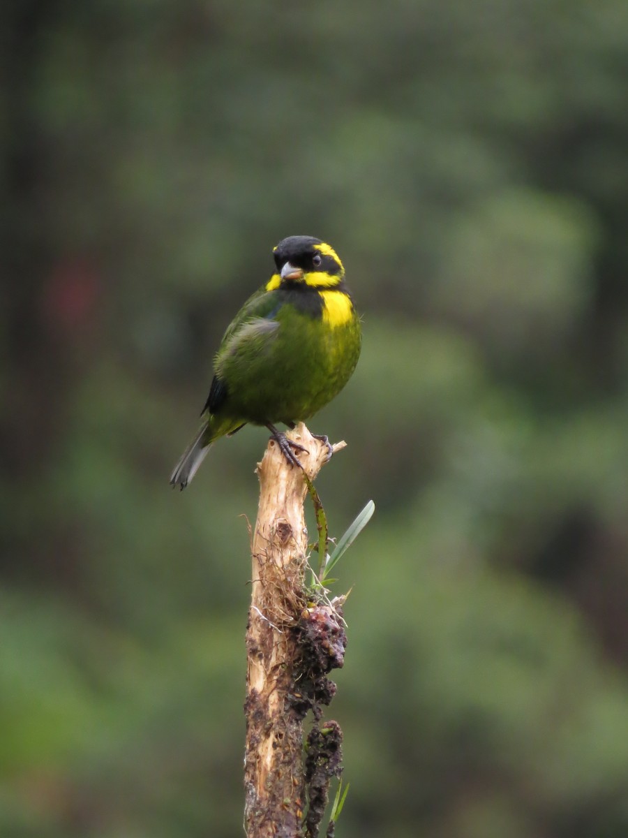 Gold-ringed Tanager - ML544785811