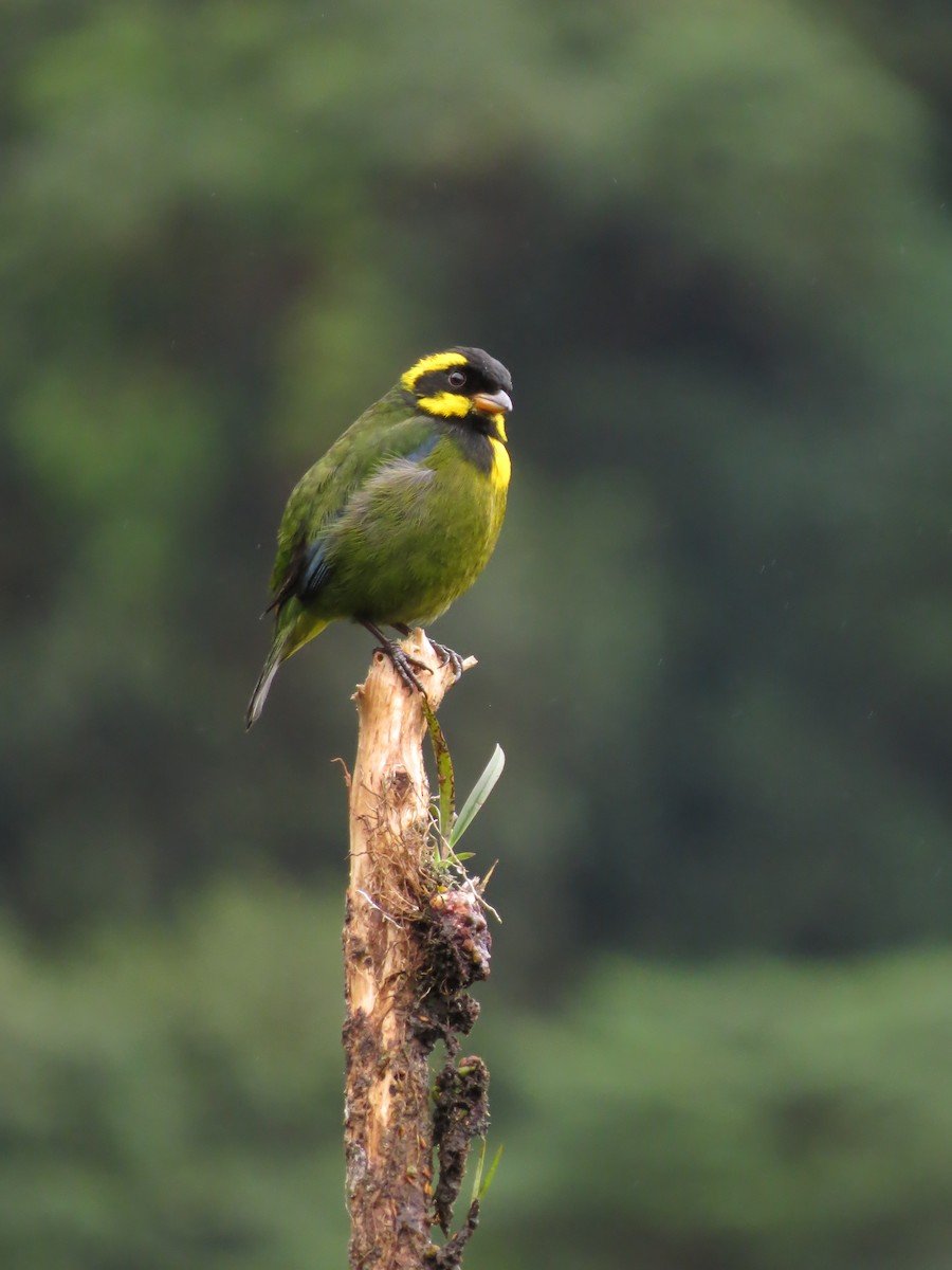 Gold-ringed Tanager - ML544785841