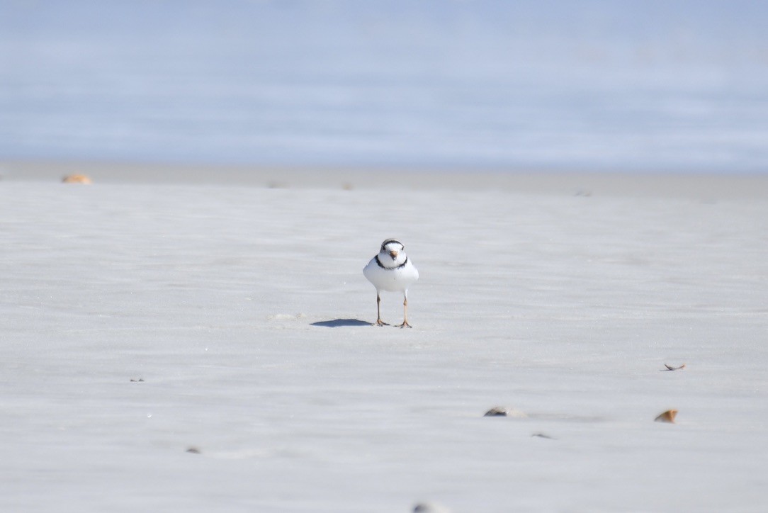 Piping Plover - ML544785921