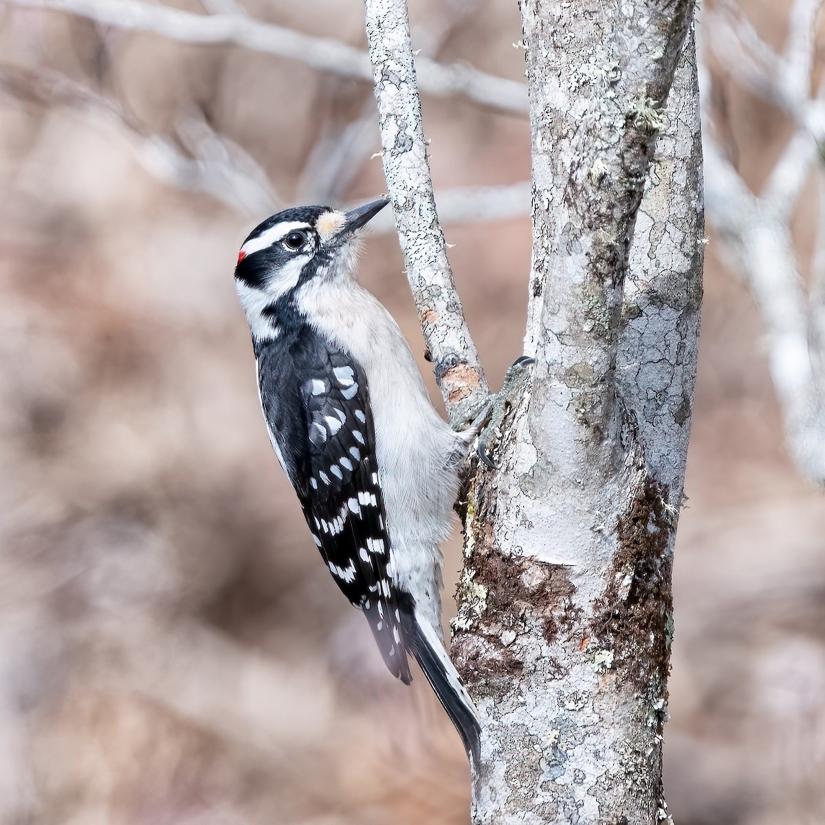Downy Woodpecker - Bill Tynan