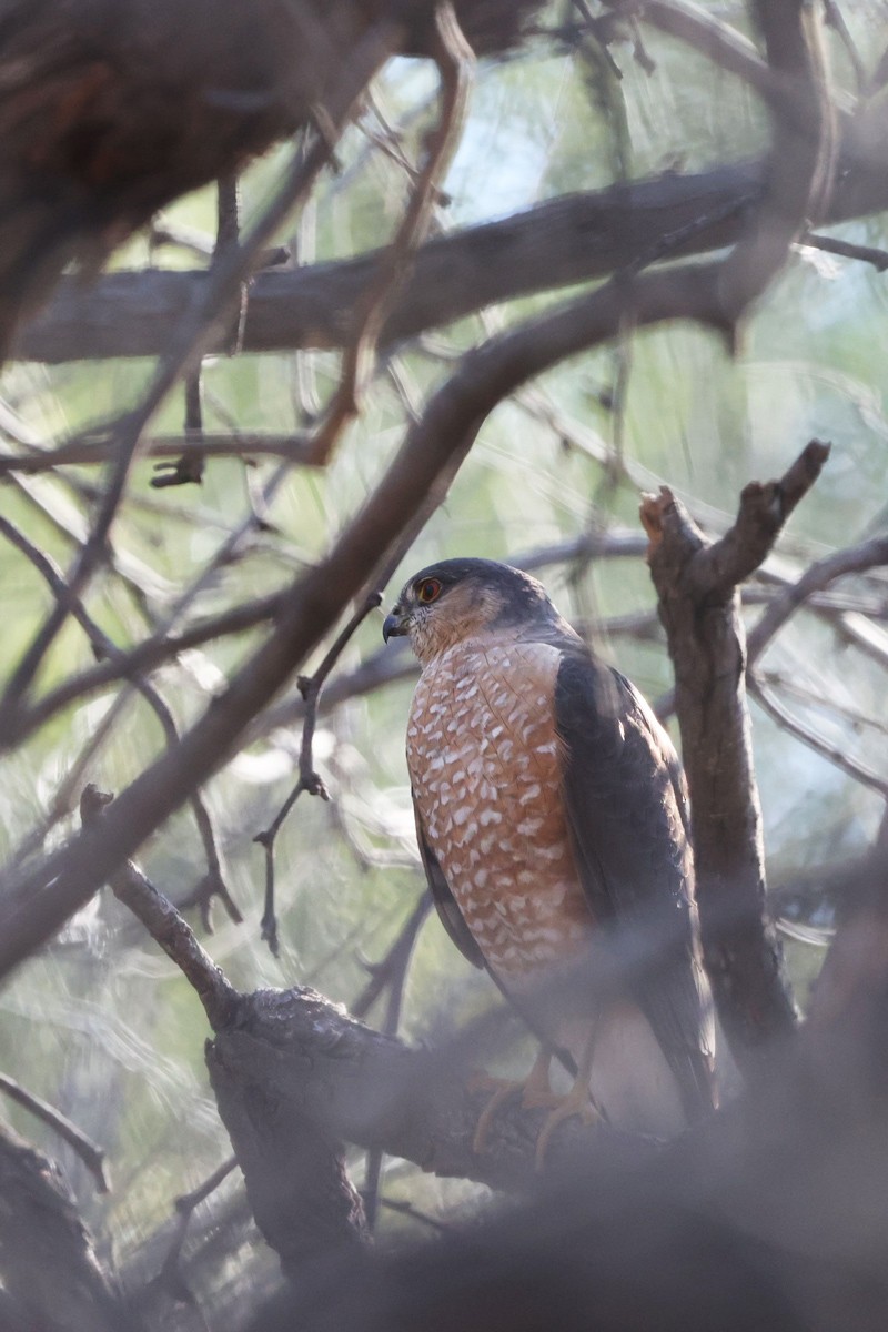 Sharp-shinned Hawk - ML544786261