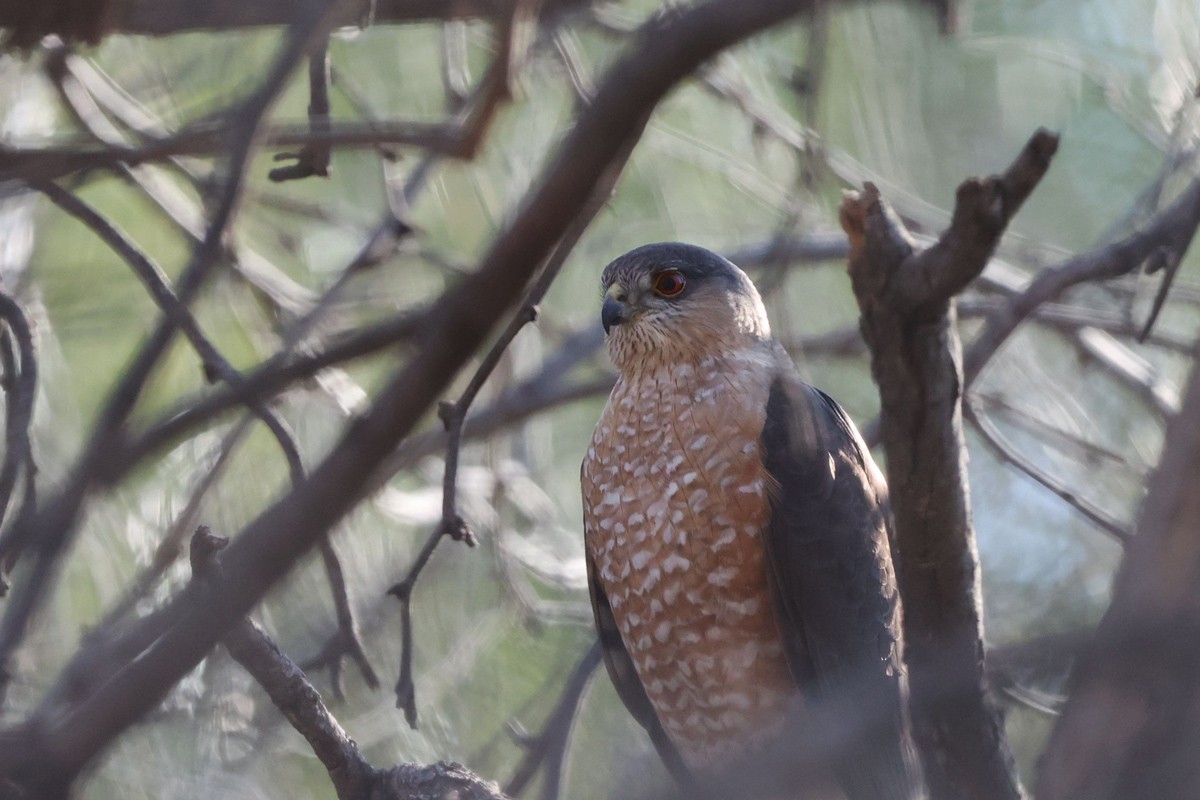 Sharp-shinned Hawk - ML544786271