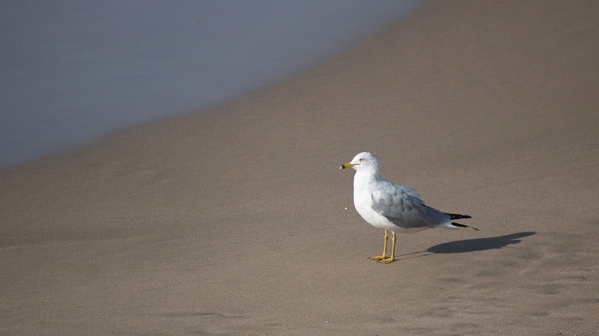 Ring-billed Gull - ML544786901