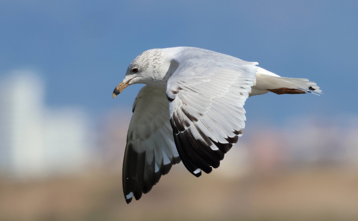 Ring-billed Gull - ML544787601