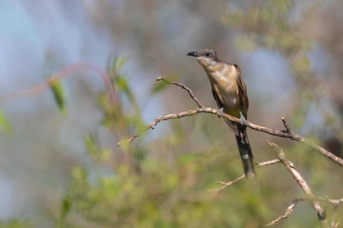 Dark-billed Cuckoo - ML544787611