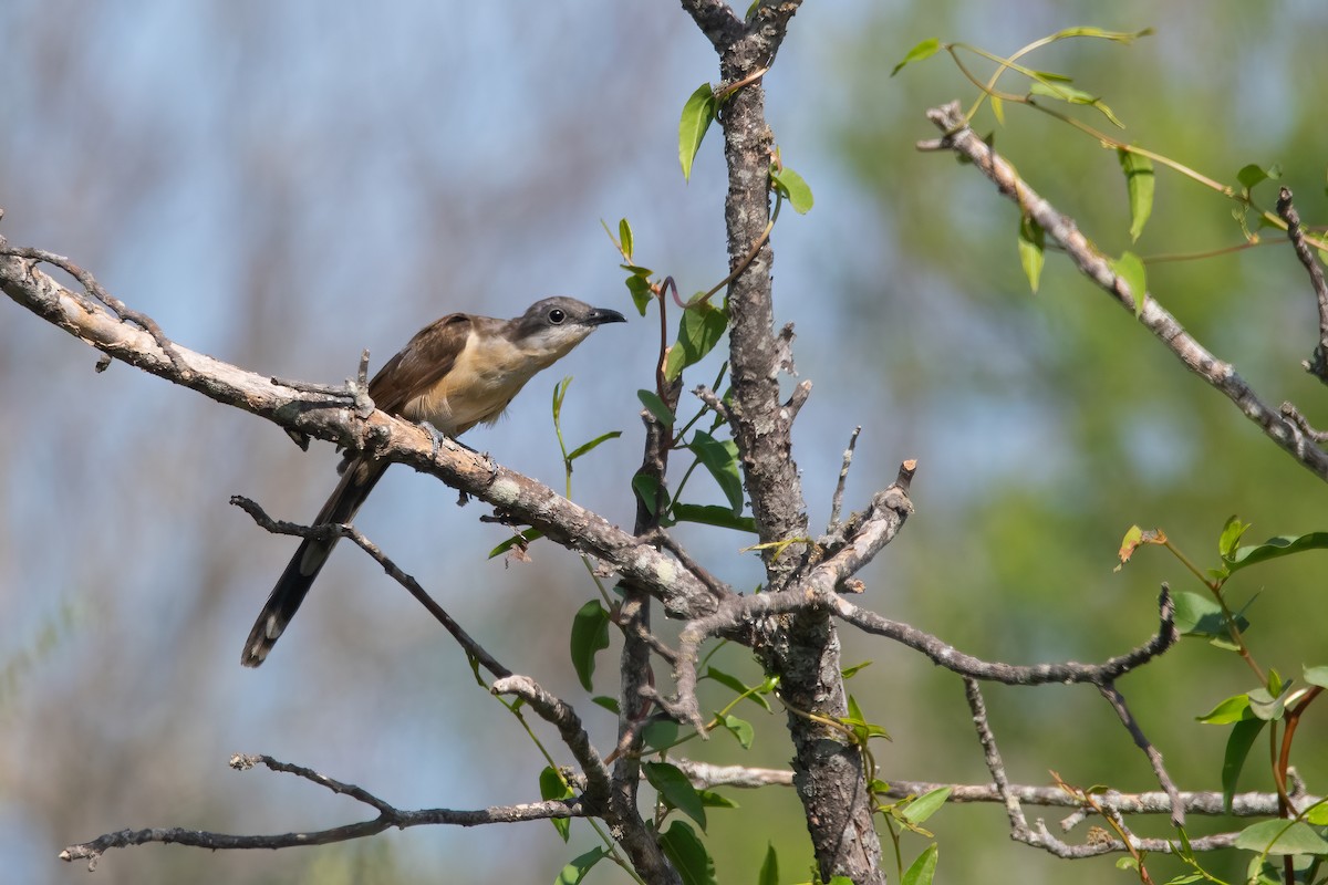 Dark-billed Cuckoo - ML544787621