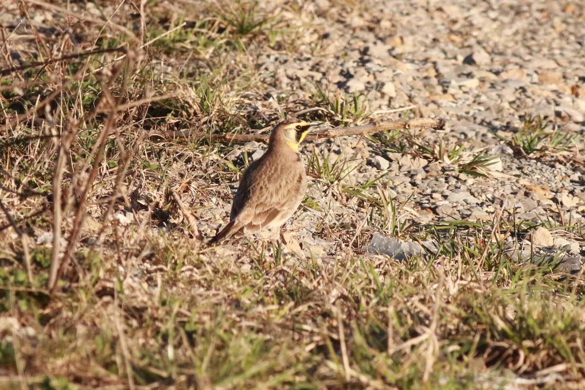 Horned Lark - ML544788391