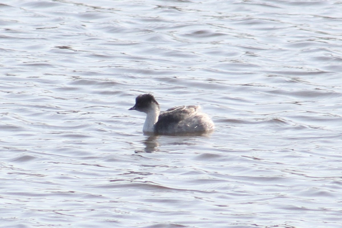 Silvery Grebe - James Mitchell