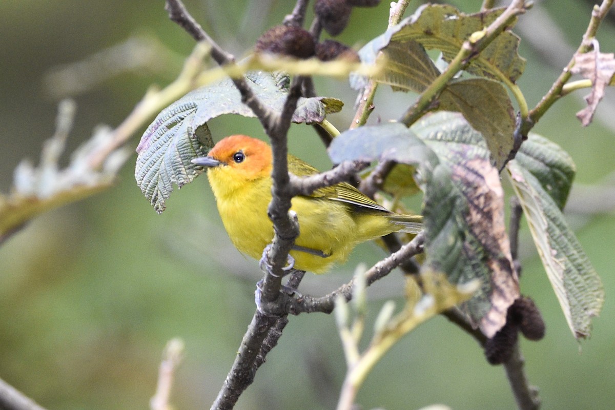 Rust-and-yellow Tanager - ML544790621