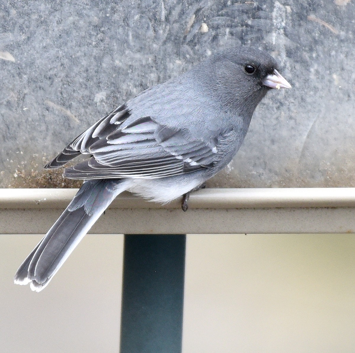 Dark-eyed Junco (White-winged) - ML544790861