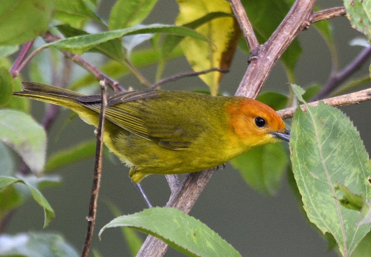 Rust-and-yellow Tanager - ML544790881