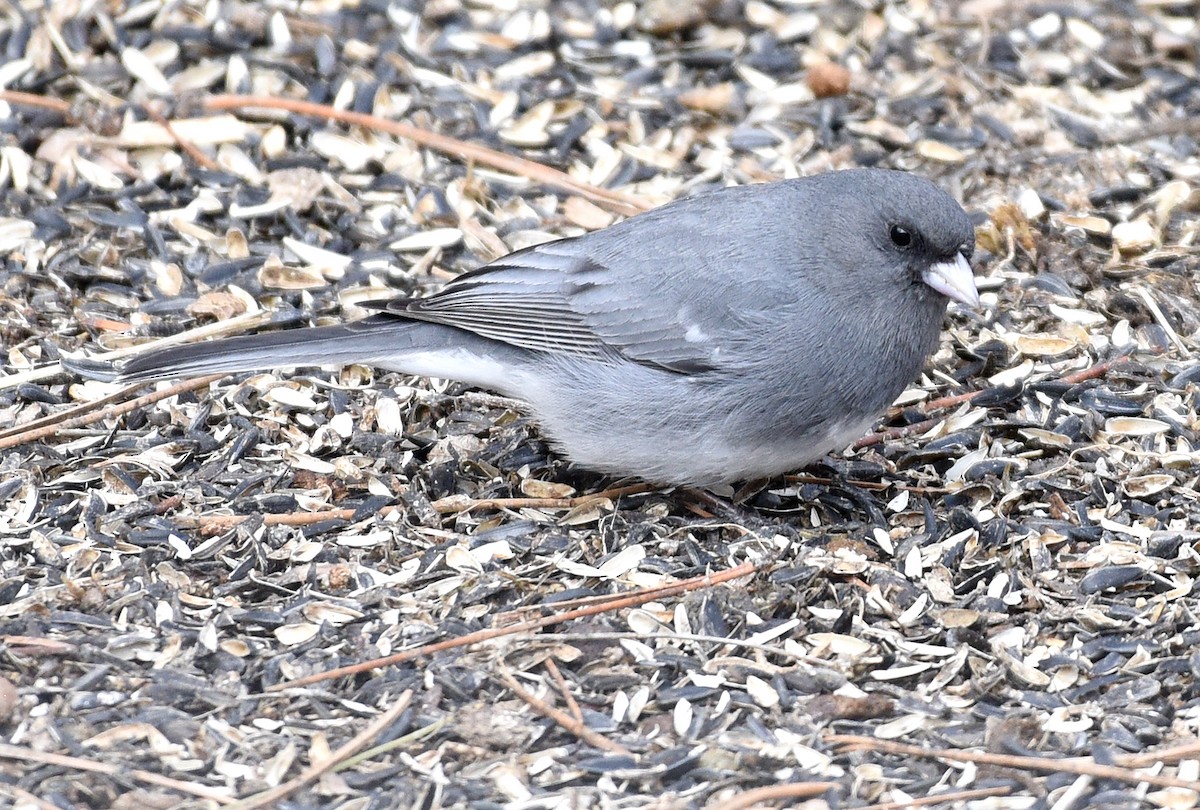 Dark-eyed Junco (White-winged) - Steven Mlodinow