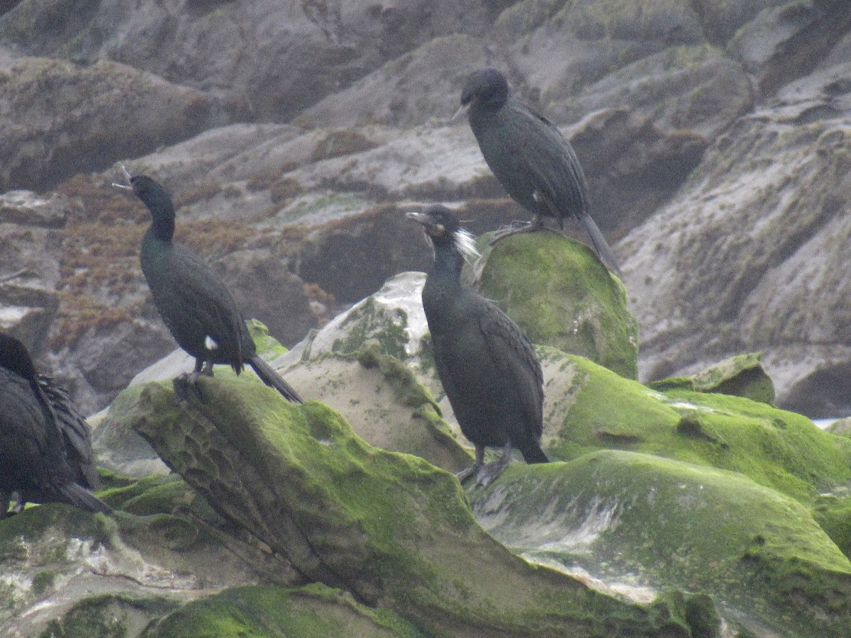 Brandt's Cormorant - ML544791991