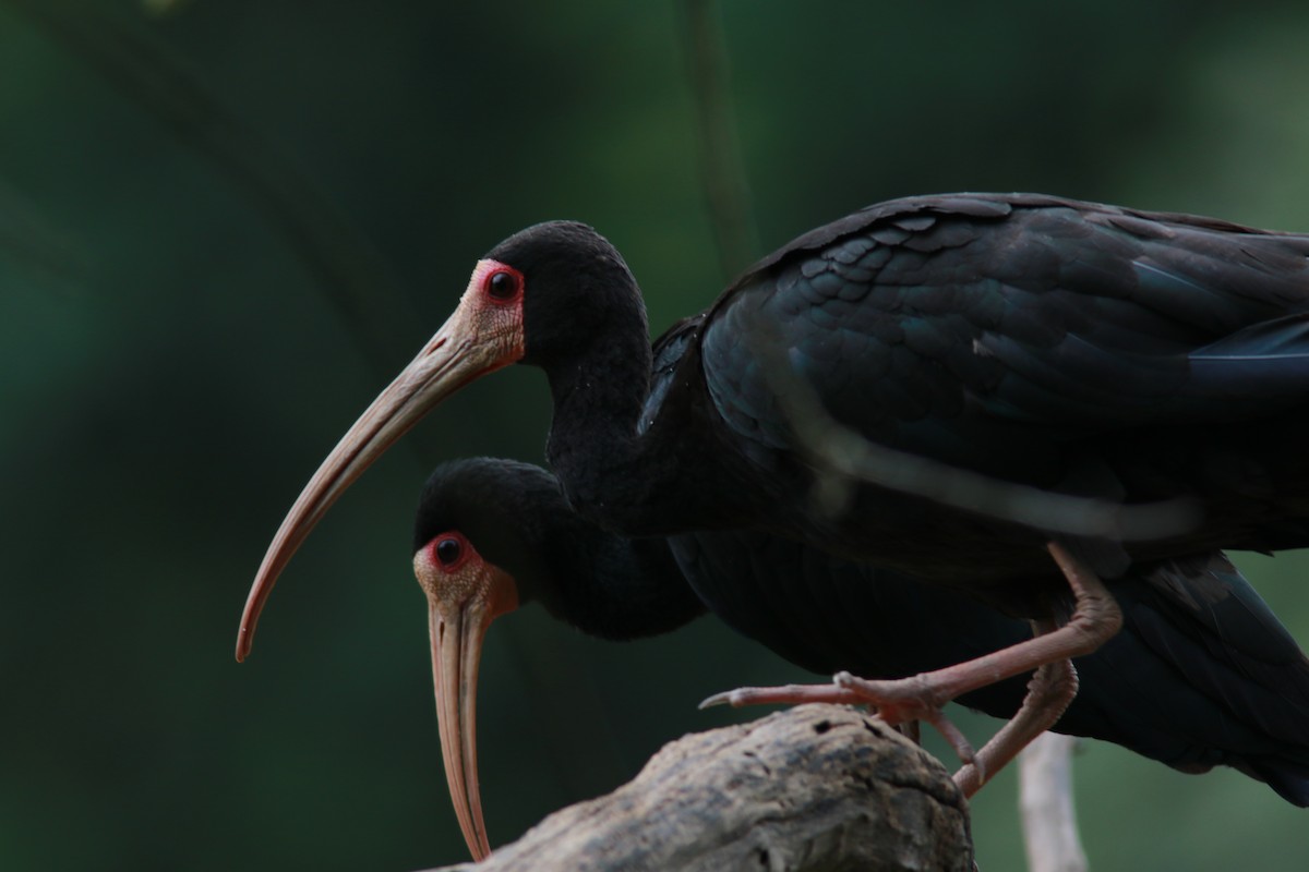 ibis tmavý - ML544793101
