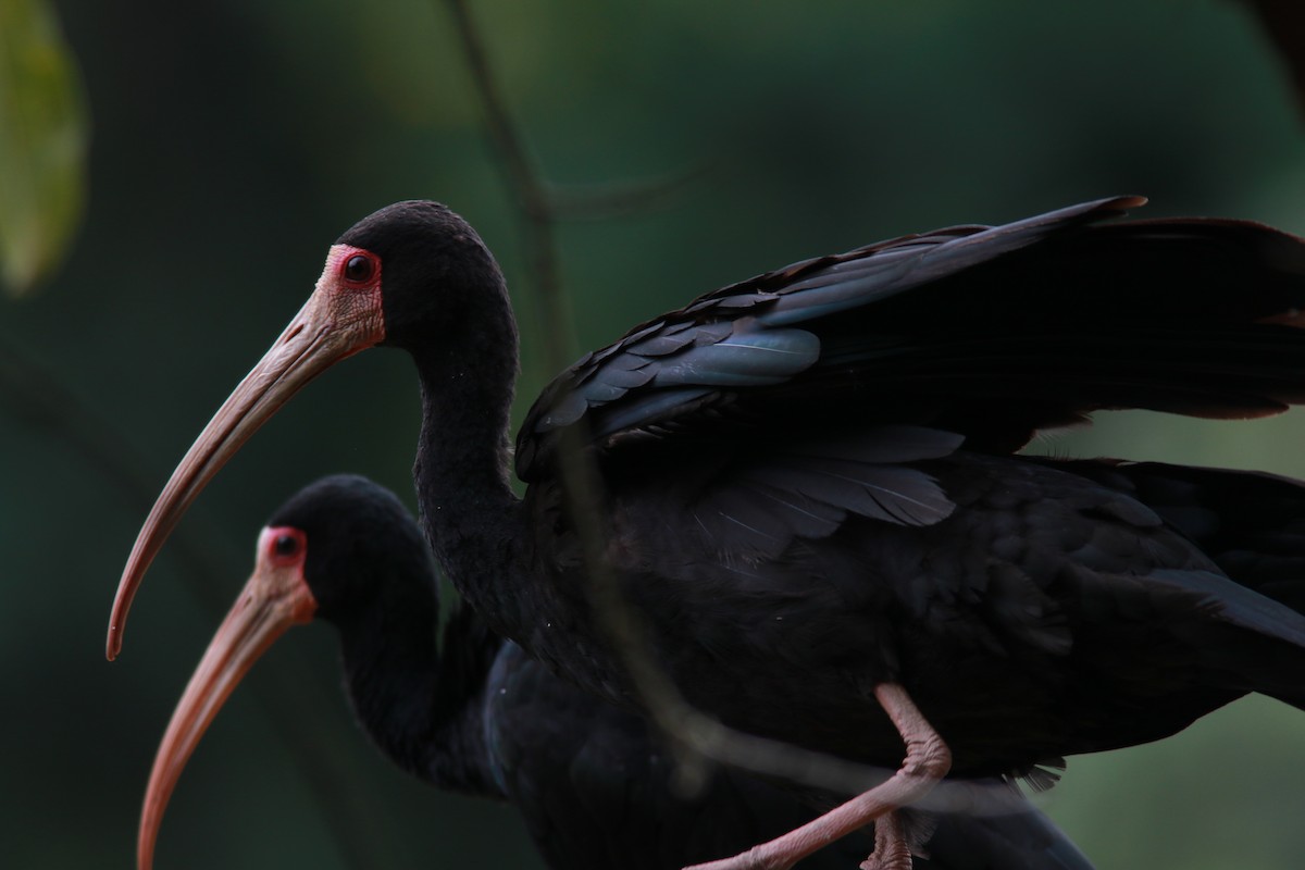 ibis tmavý - ML544793111