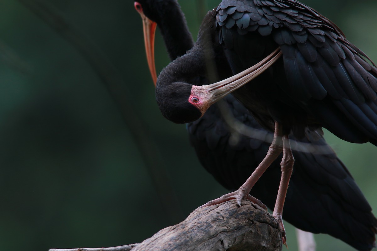 ibis tmavý - ML544793121