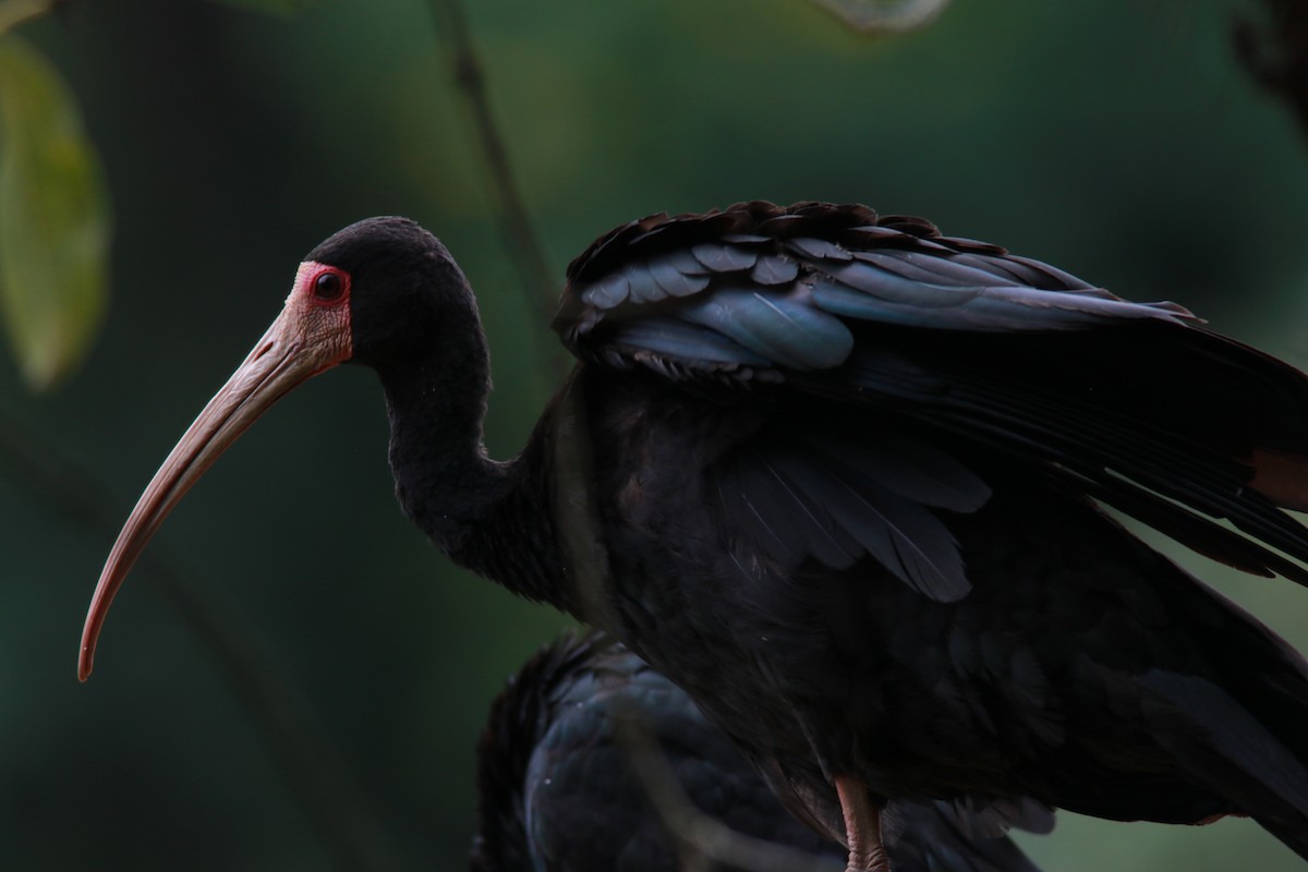 ibis tmavý - ML544793131