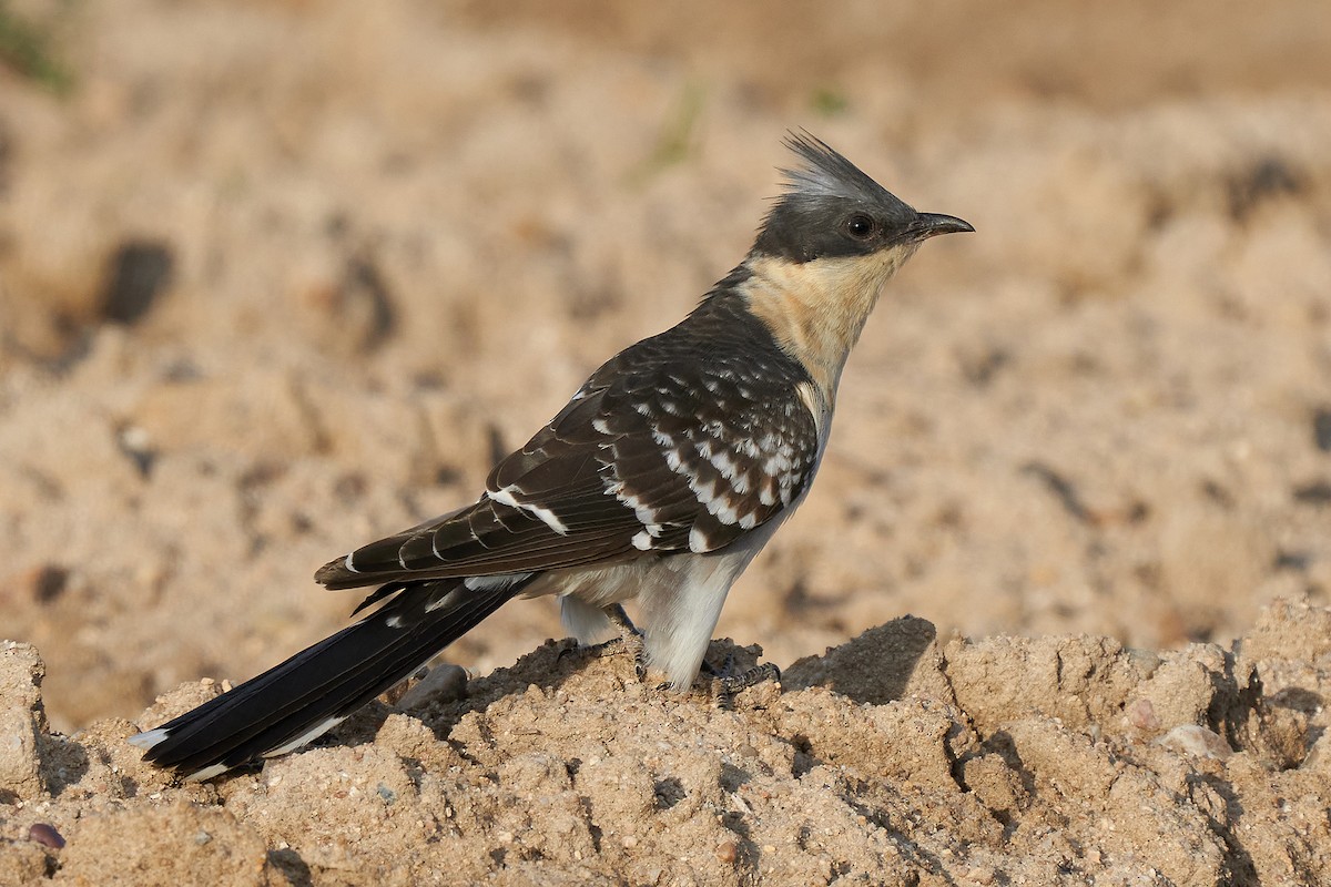 Great Spotted Cuckoo - ML544793401