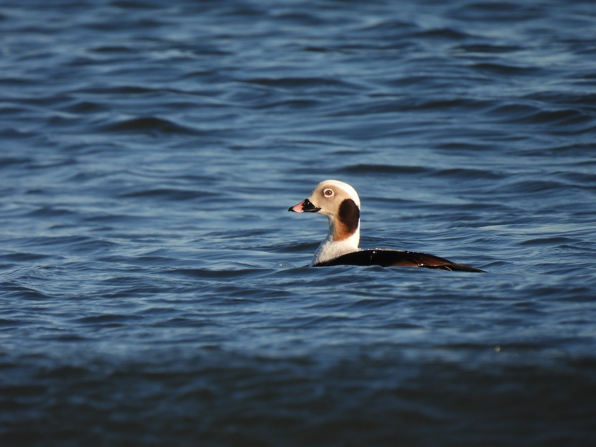 Long-tailed Duck - ML544793671