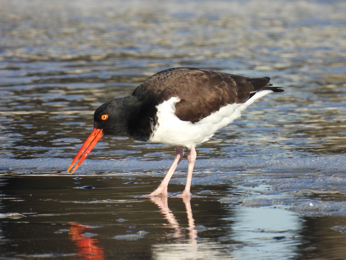 American Oystercatcher - ML544793711