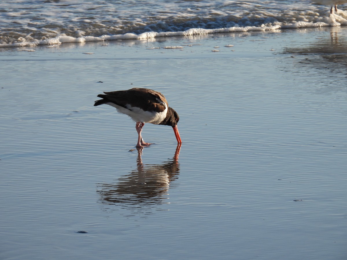 American Oystercatcher - ML544793721
