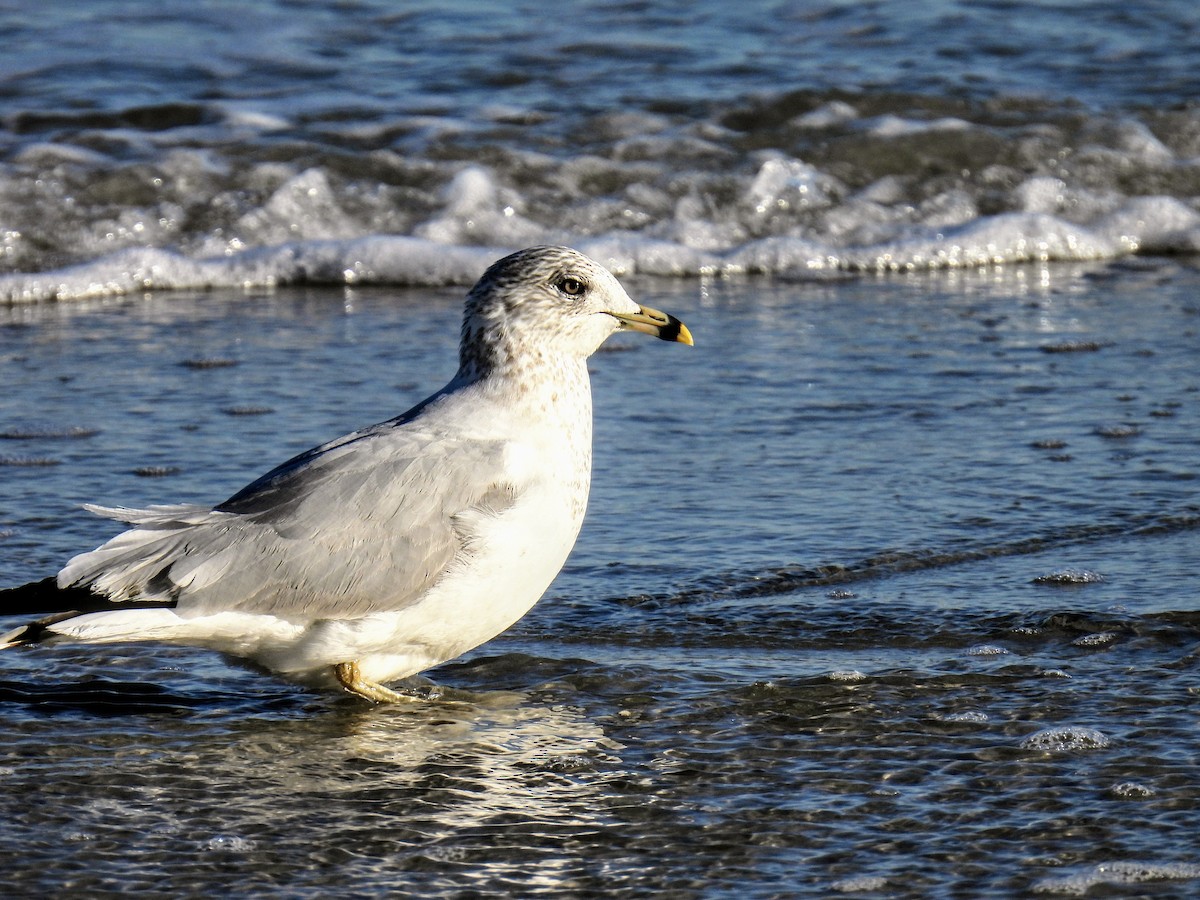 Ring-billed Gull - ML544793761